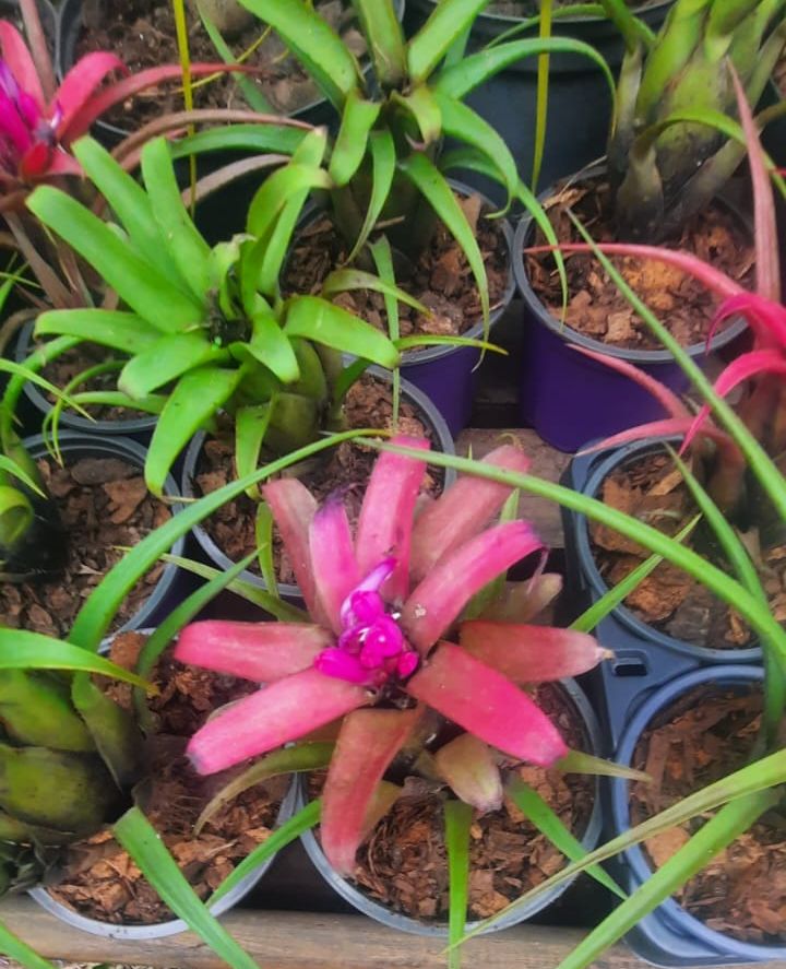 Aechmea recurvata var. benrathii-Mini Bromeliad