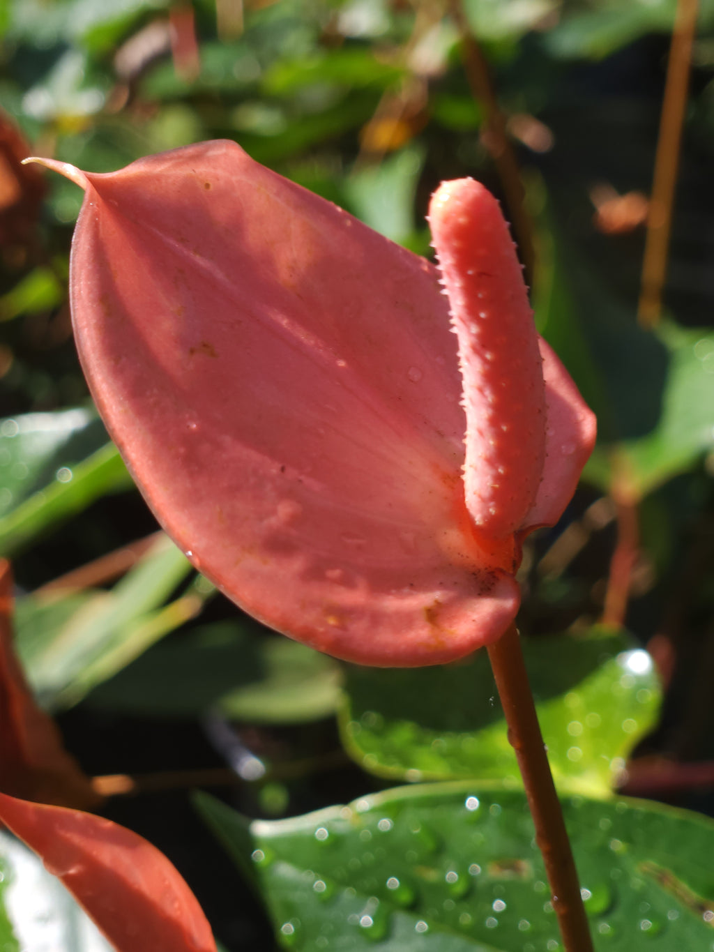 Flamingo Flower - Peach MINI (Anthurium Andraeanum)