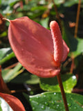Flamingo Flower - Peach MINI (Anthurium Andraeanum)