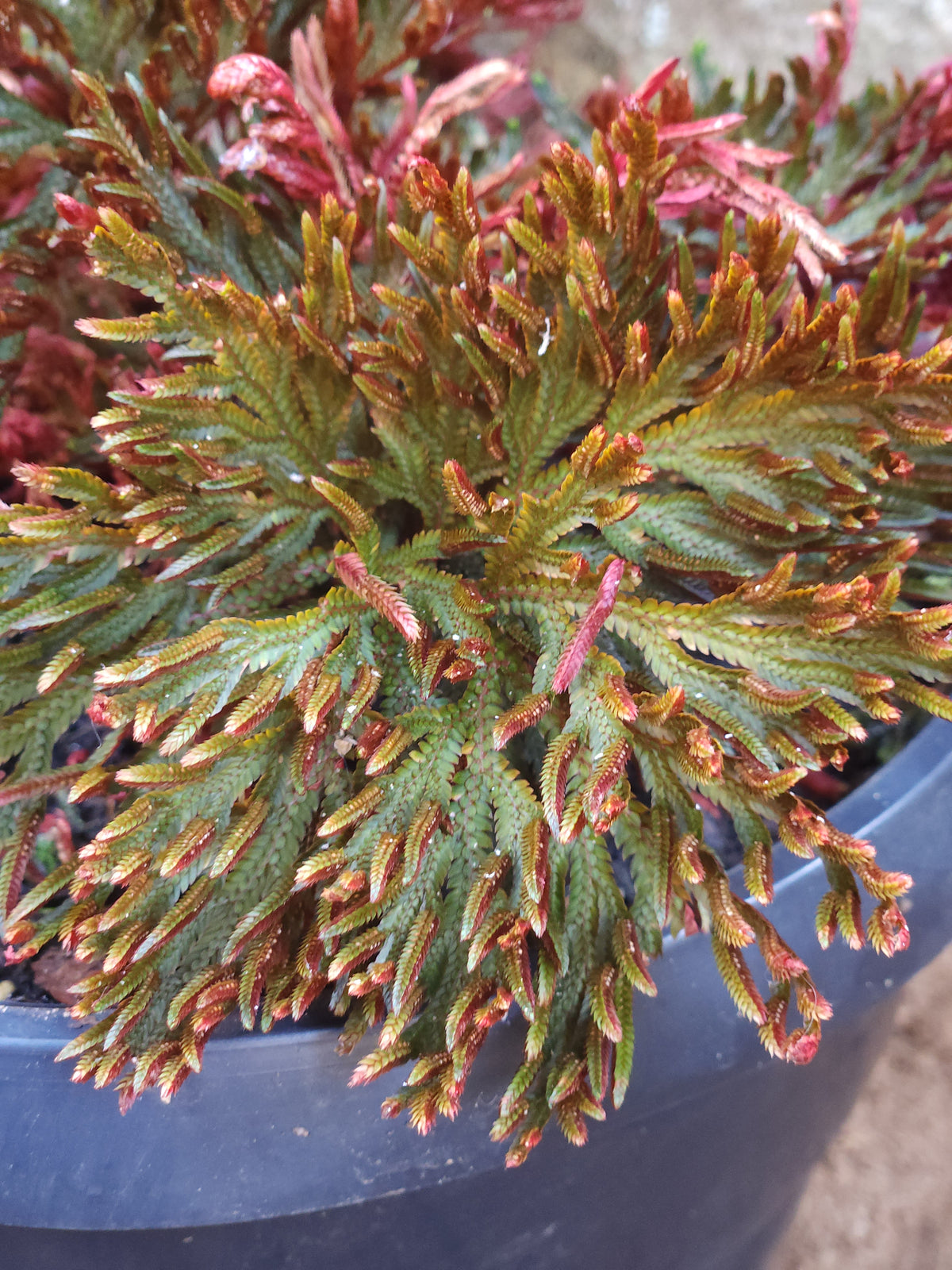 Ruby Red Spike Moss (Selaginella erythropus)