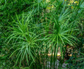 Umbrella Sedge (Cyperus alternifolius)