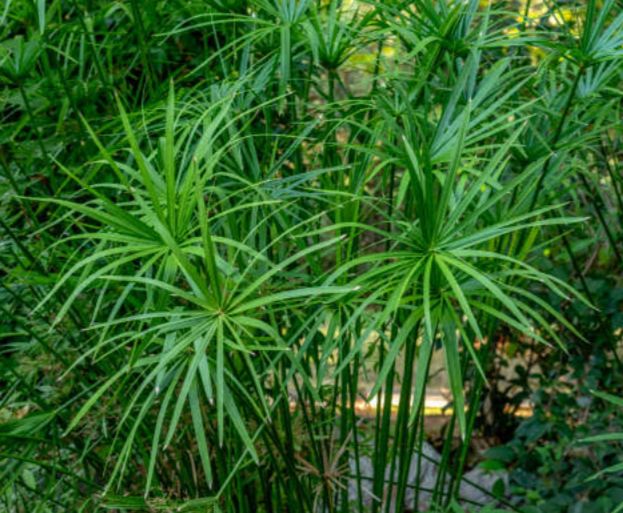 Umbrella Sedge (Cyperus alternifolius)