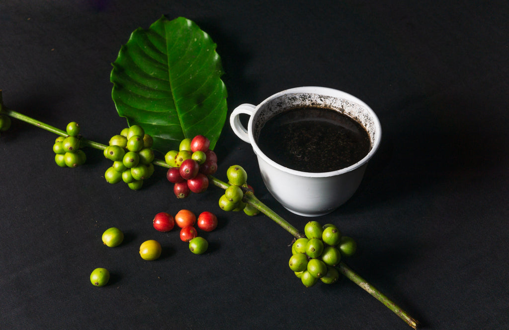 Arabica Coffee Tree (Coffea arabica)