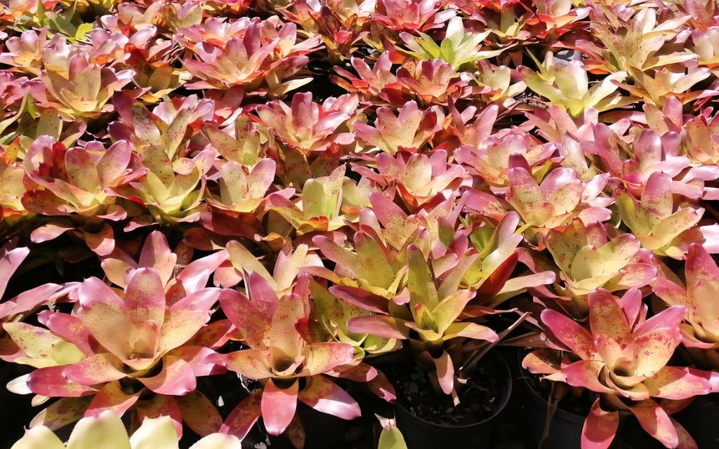 Bromeliad- Concentrica Pink/Purple