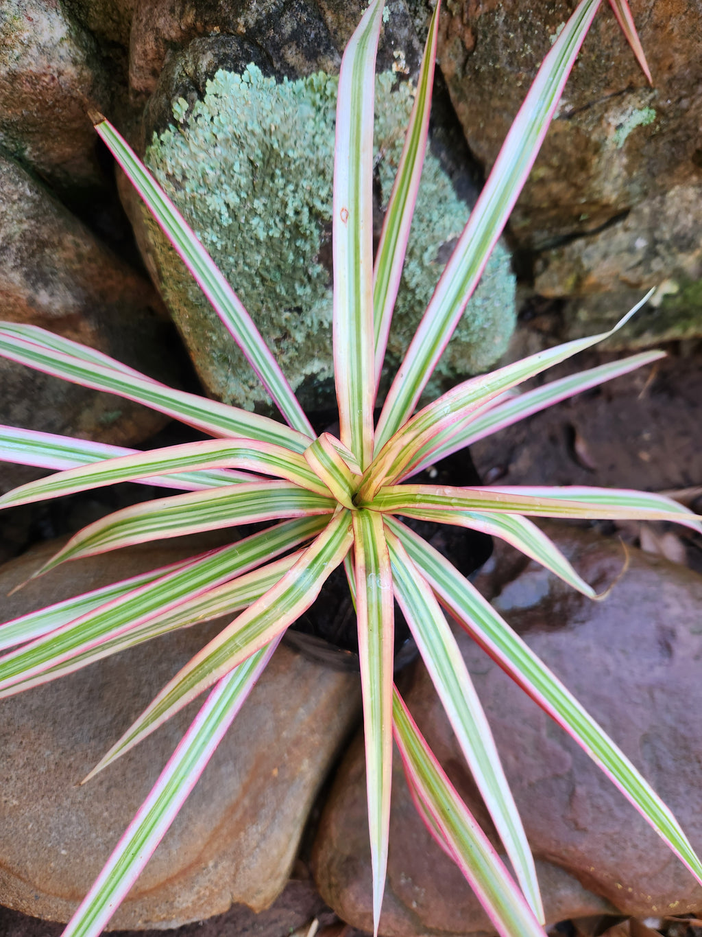 Madagascar Dragon Tree (Dracaena marginata)