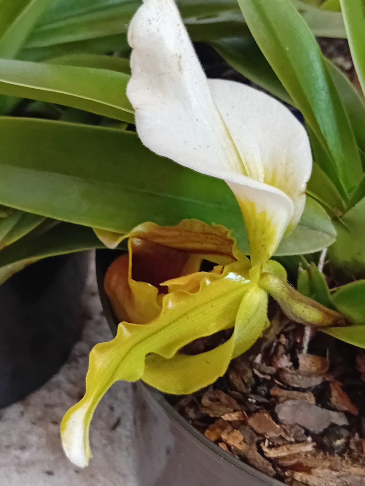Slipper Orchid (Paphiopedilum Leeanum)