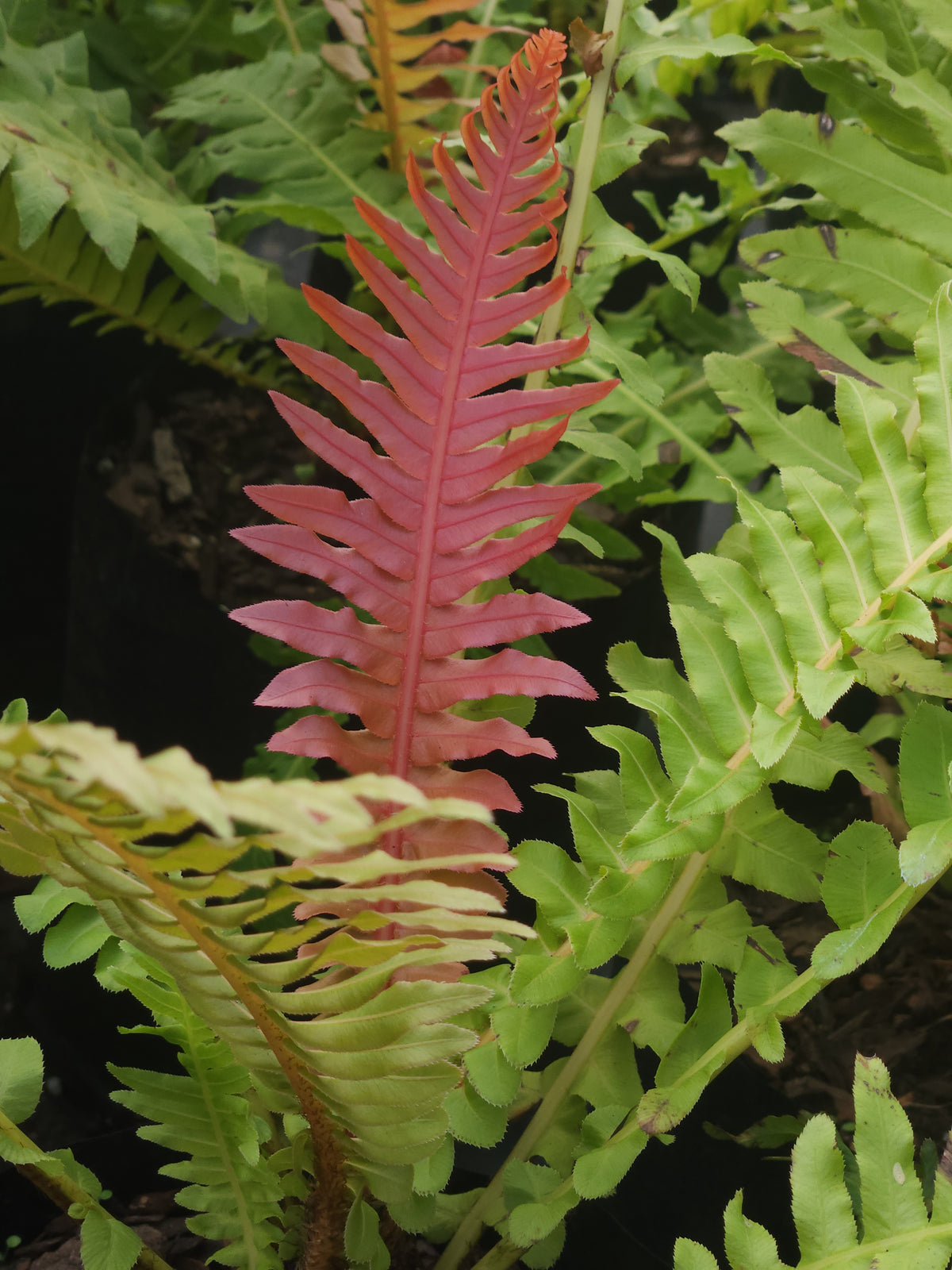 Dwarf Volcano Tree Fern (Blechnum brasiliense 'Volcano')