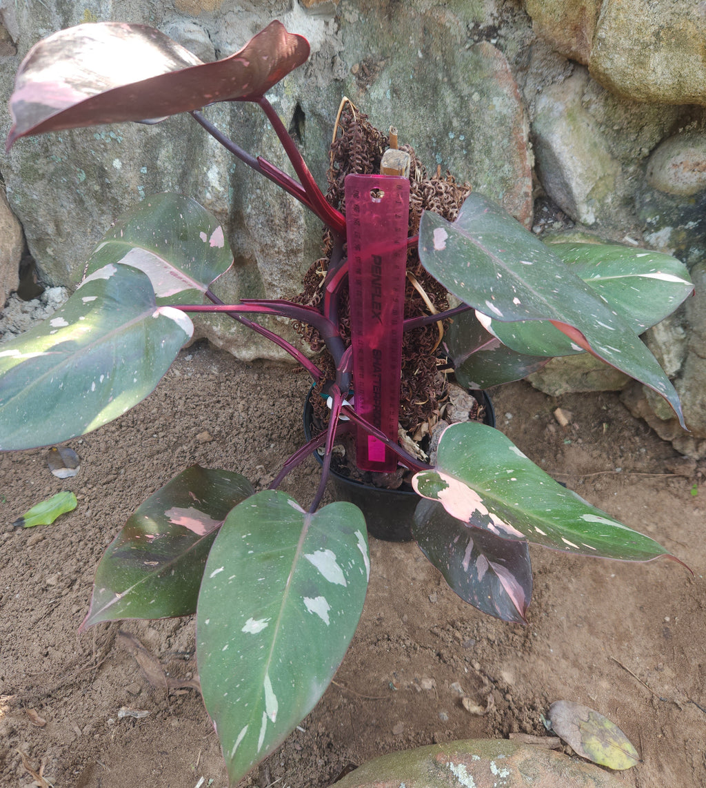 Pink Princess (Philodendron erubescens)