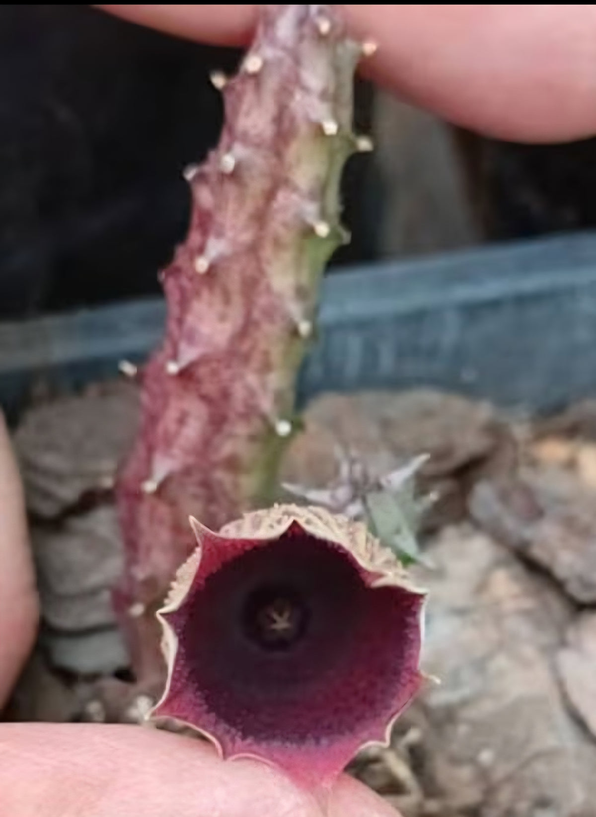 Kenyan Dragon Flower (Huernia keniensis)