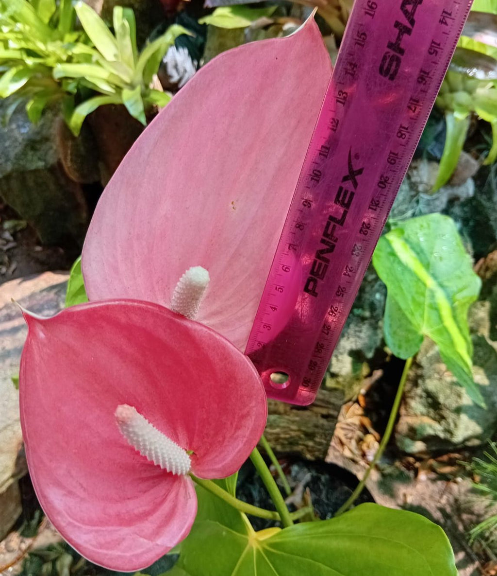 Flamingo Flower- Pink XL. (Anthurium andraeanum)