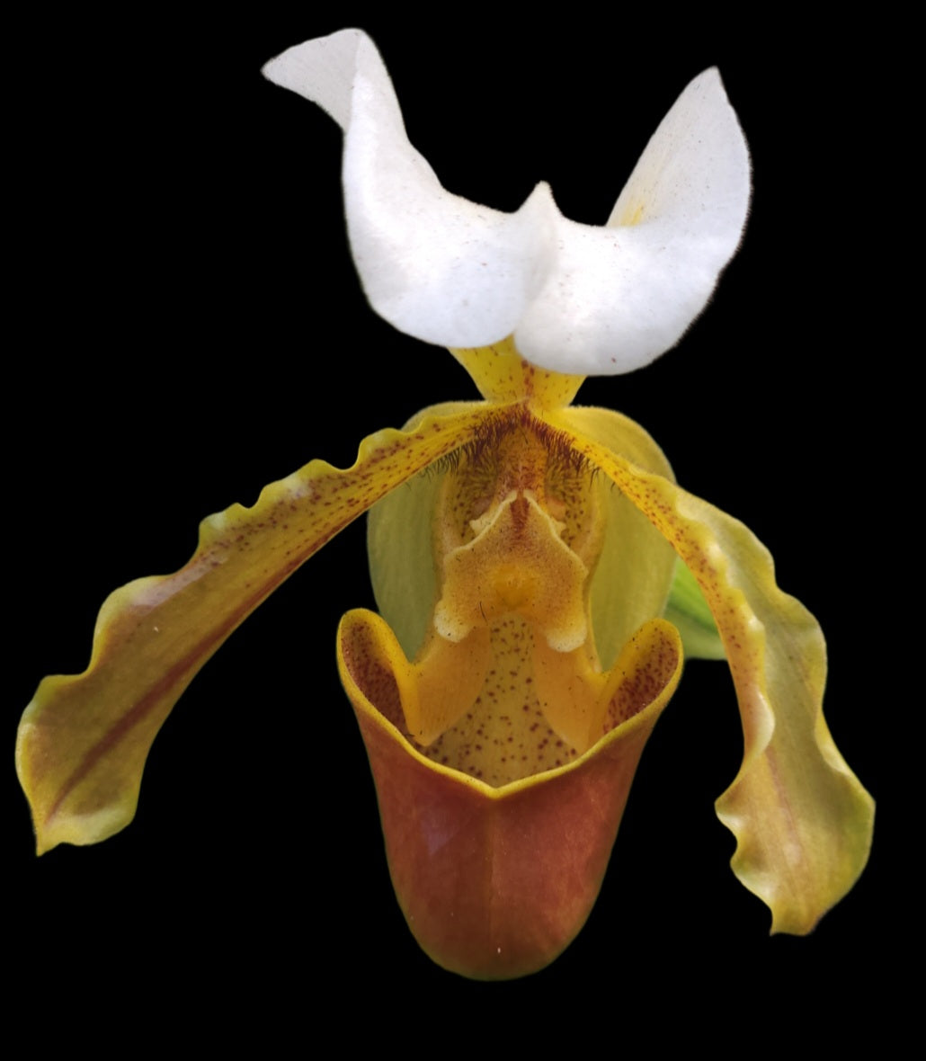 Slipper Orchid (Paphiopedilum Leeanum)