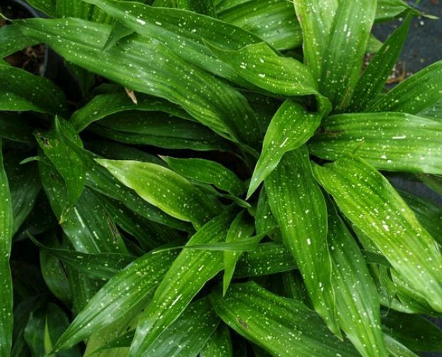 Aspidistra 'Shooting Star' (Aspidistra elatior)