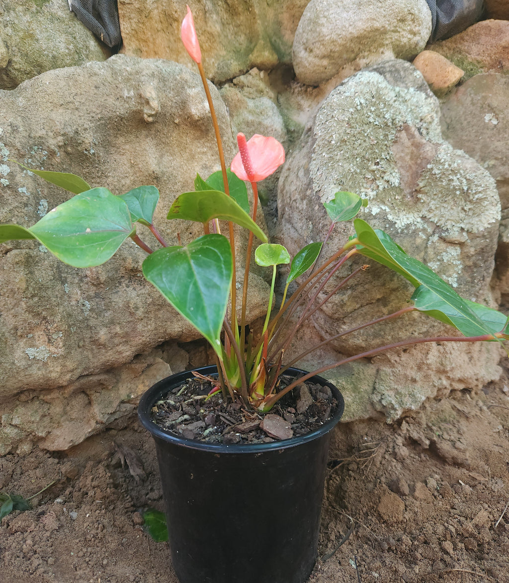Flamingo Flower - Peach MINI (Anthurium Andraeanum)