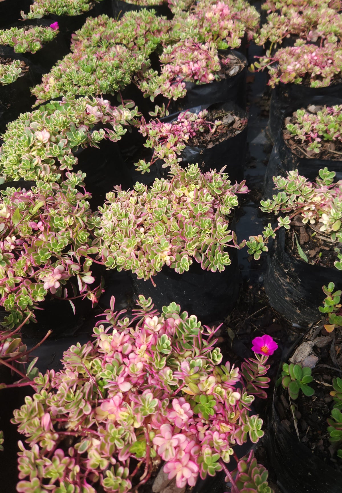 Portulaca "Rainbow"