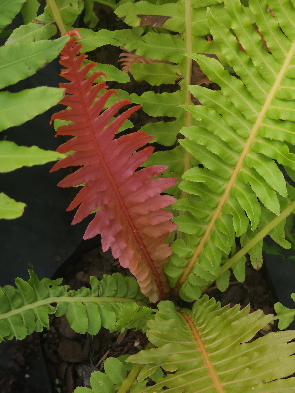 Dwarf Volcano Tree Fern (Blechnum brasiliense 'Volcano')