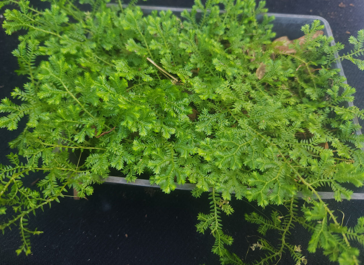 Krauss Spikemoss (Selaginella kraussiana)