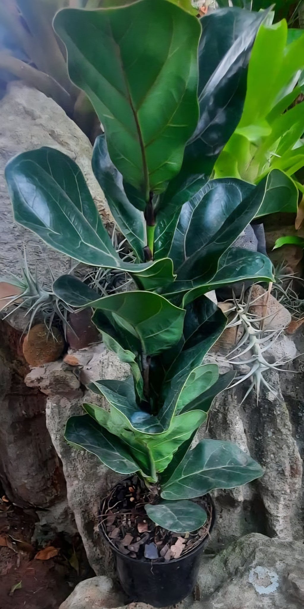 Dwarf Fiddle Leaf Fig (Ficus lyrata bambino)