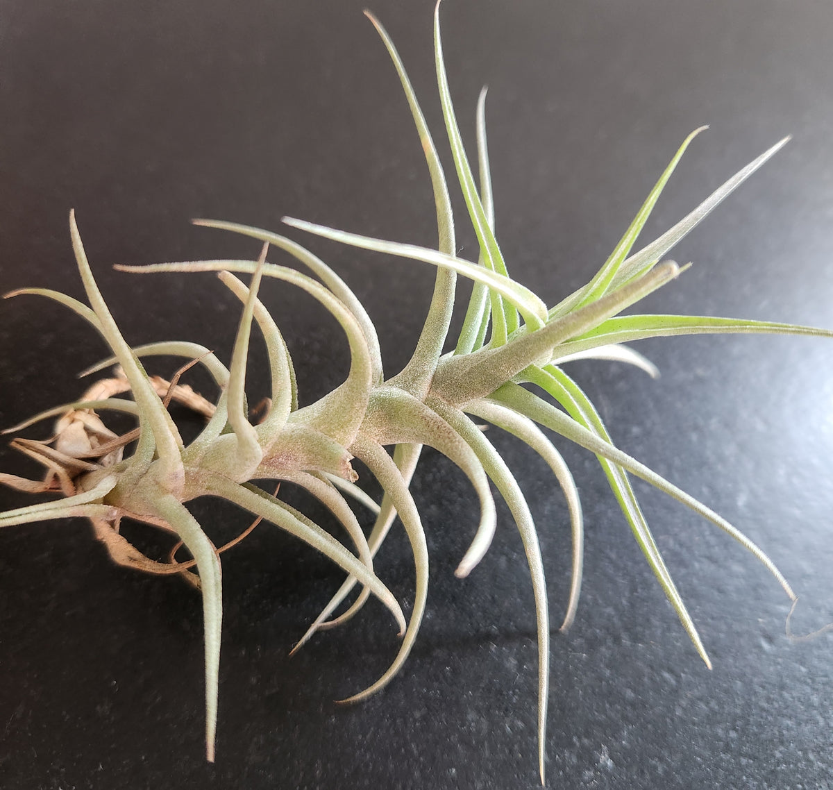 Air Plant- Tillandsia bergeri