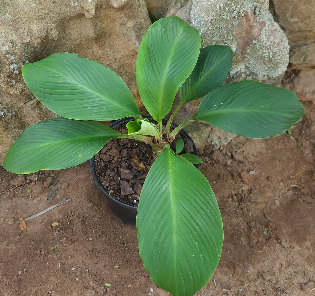 Peace Lilly Rare Broadleaf variety (Spath. Cannifolium)