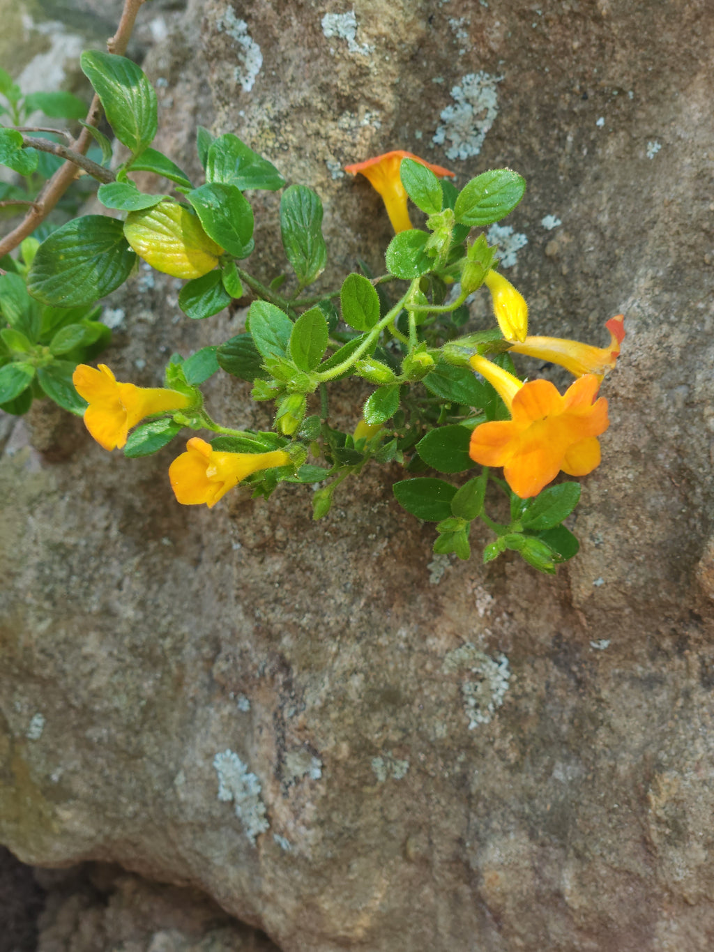 Marmalade Bush (Streptosolen jamesonii)