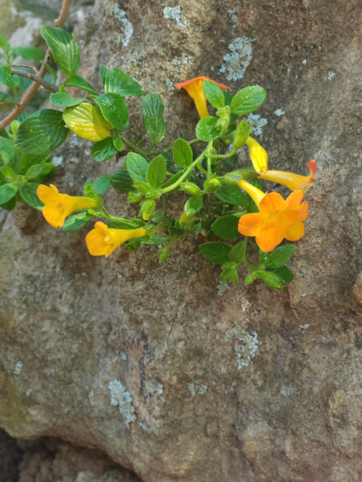 Marmalade Bush (Streptosolen jamesonii)