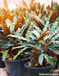 Furry Leaf Calathea (Goeppertia rufibarba)