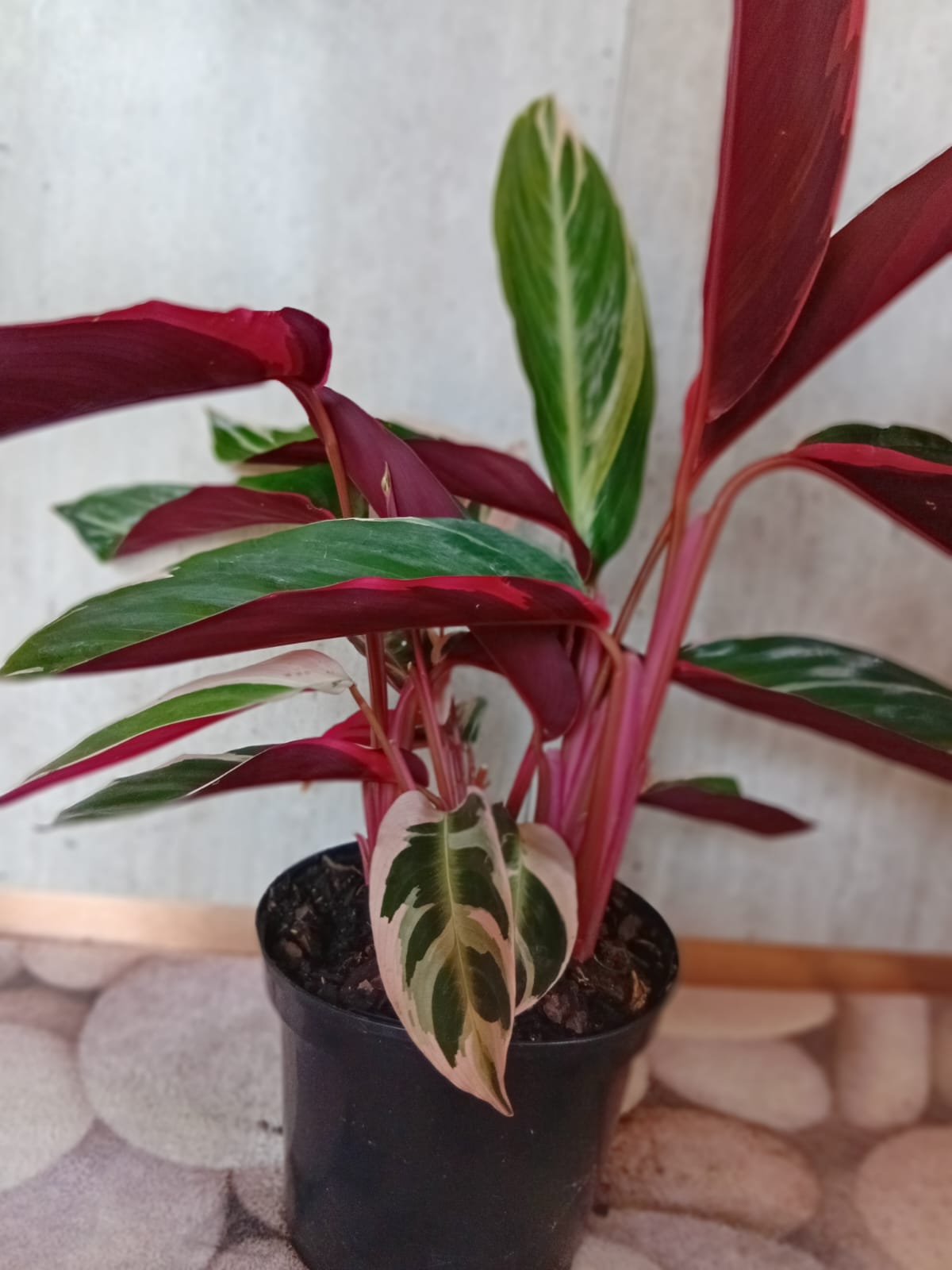 Triostar Prayer Plant (Stromanthe sanguinea)
