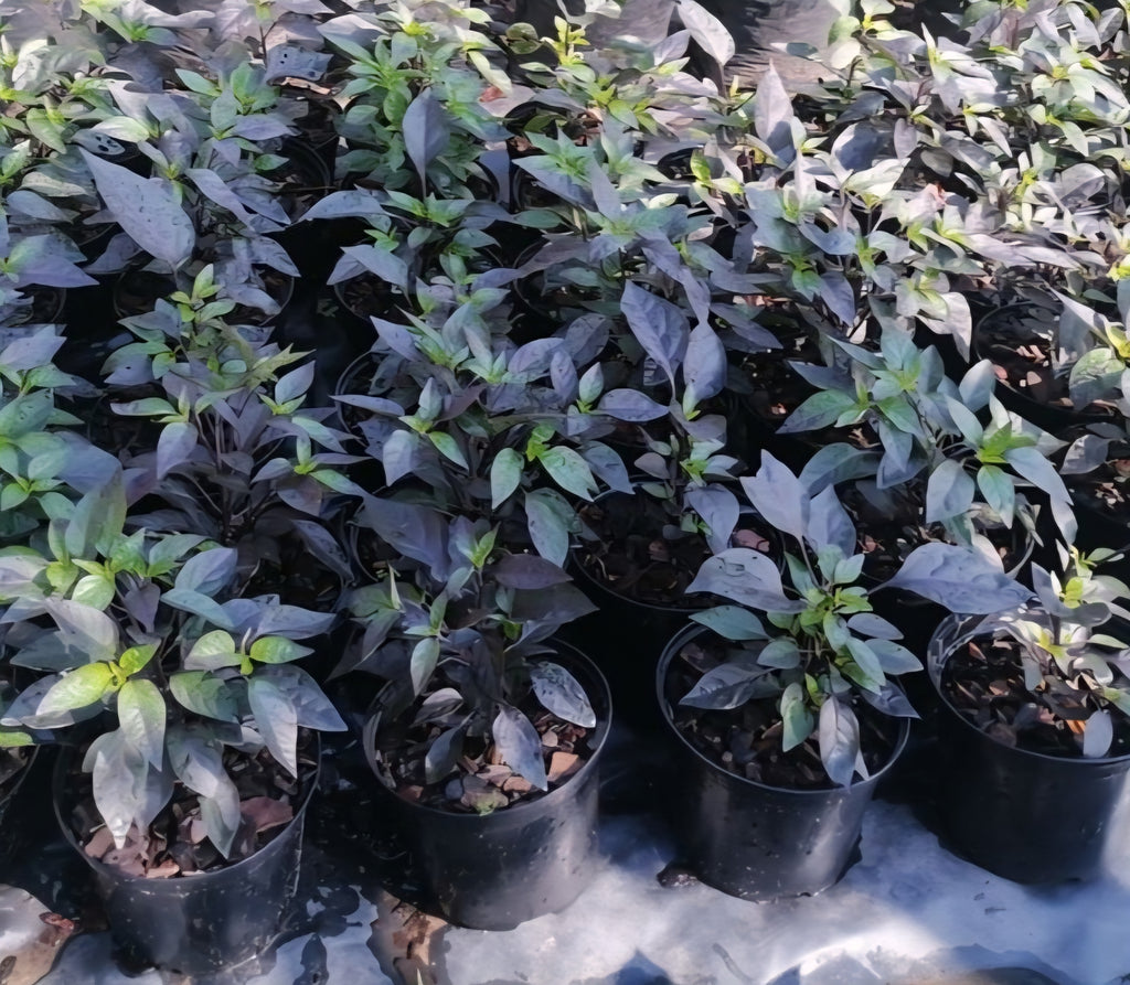 Goth Chilli (Capsicum Anuum 'Purple Flash') Ornamental Chilli
