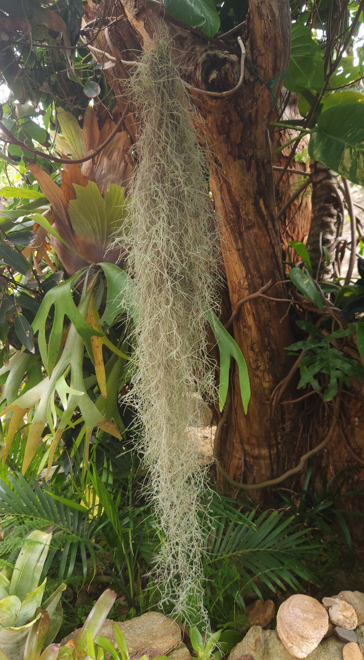Spanish Moss Fine Form 1m+ lengths (Tillandsia usnoides)