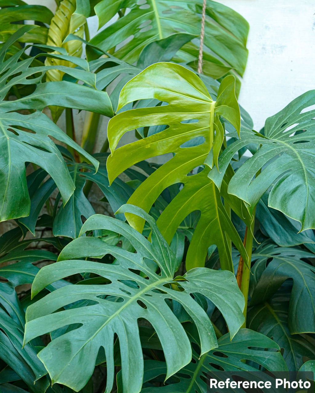 Delicious Monster (Monstera deliciosa)