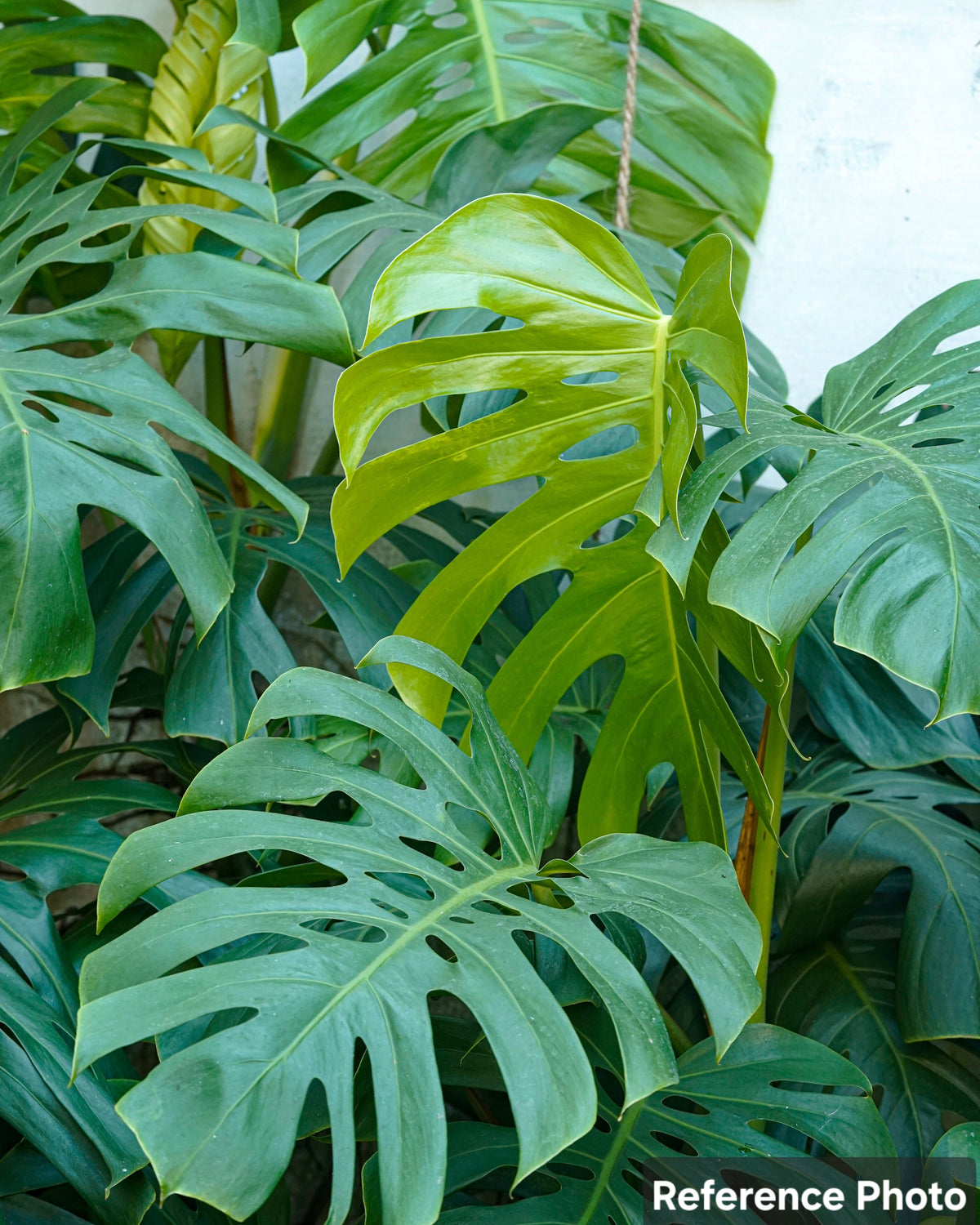 Delicious Monster (Monstera deliciosa)