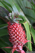 PINK Pineapple (Ornamental) Ananas comosus var.