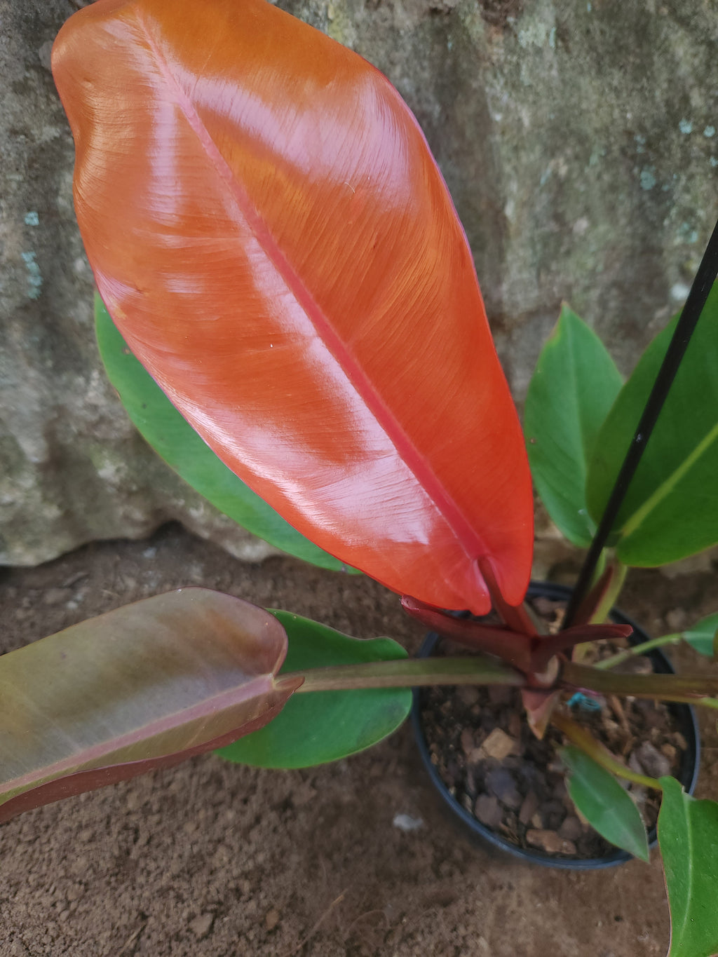 Prince of Orange (Philodendron erubescens)
