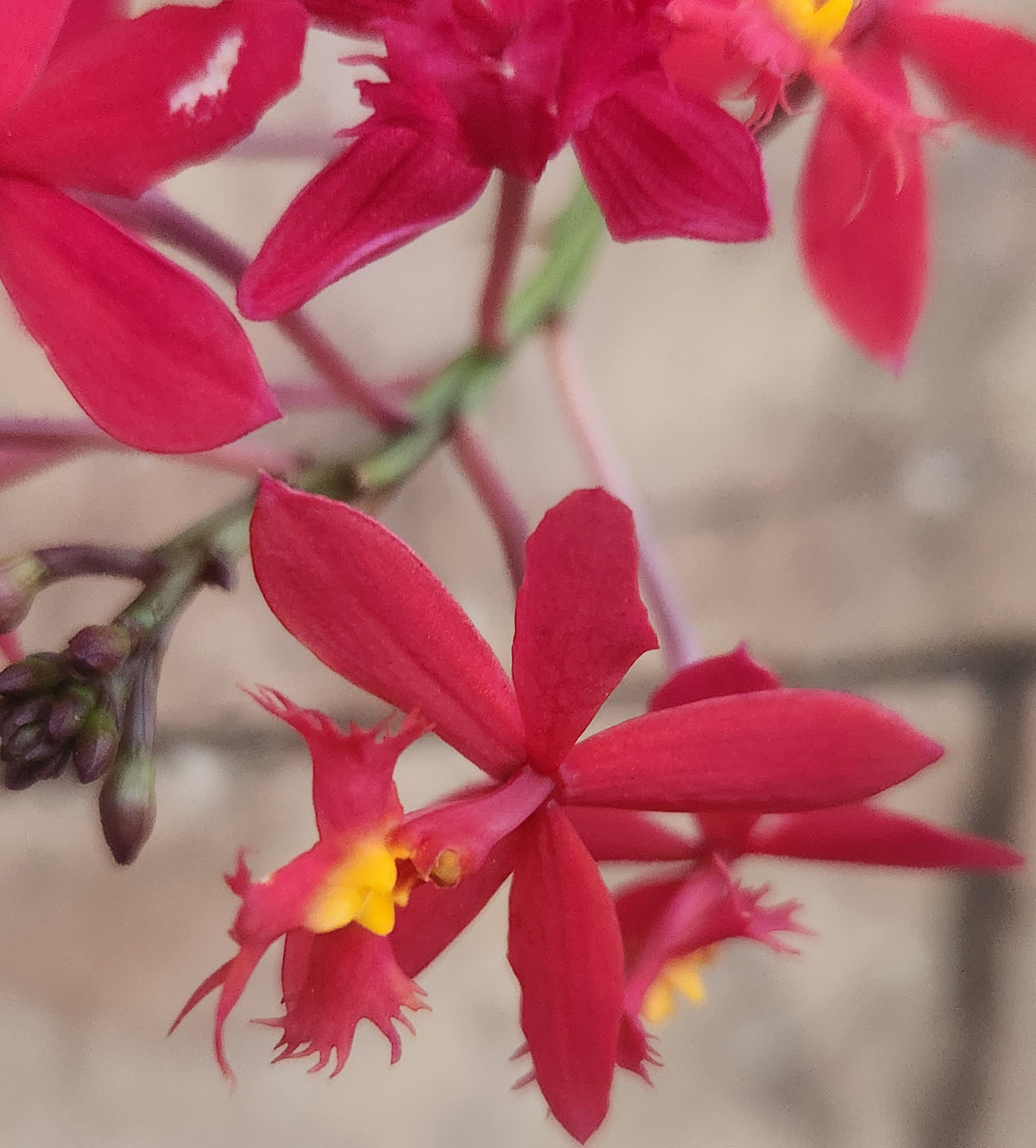 Reed Orchid-Red (Epidendrum radicans)