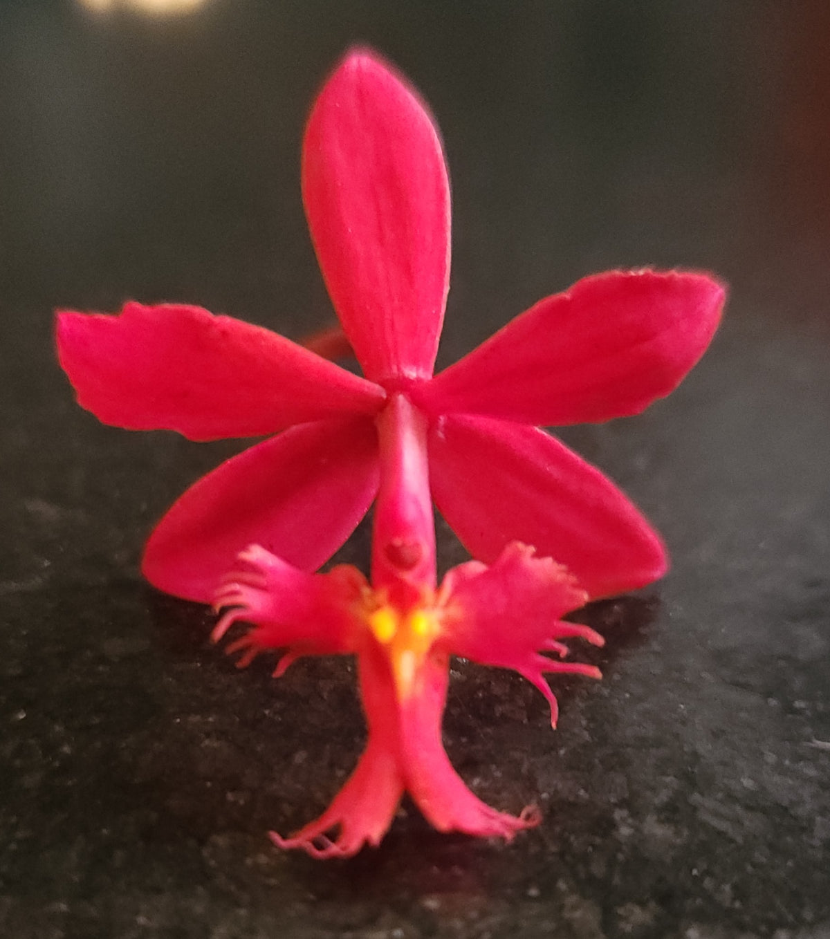 Reed Orchid-Red (Epidendrum radicans)
