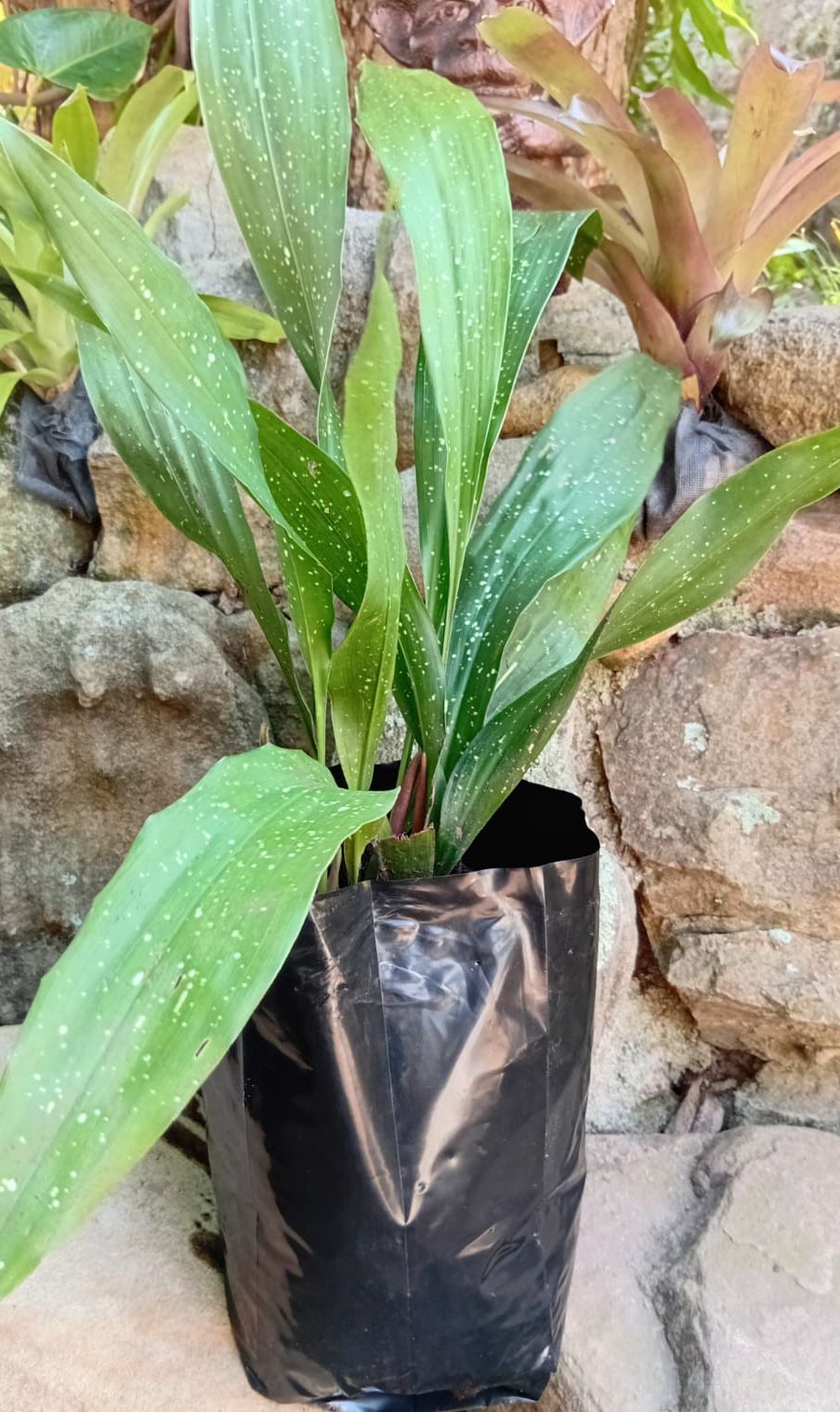 Aspidistra 'Shooting Star' (Aspidistra elatior)