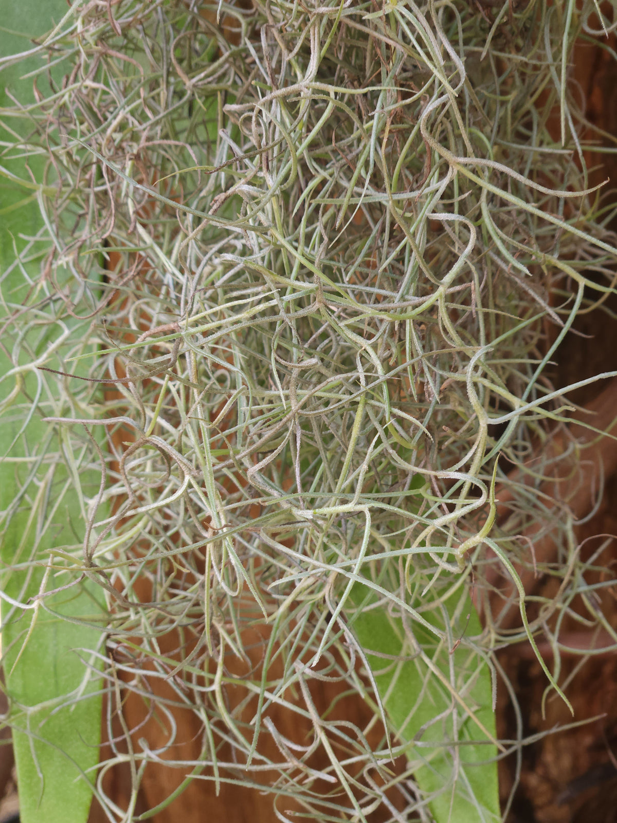 Spanish Moss Thick Form 30cm lengths (Tillandsia usnoides)
