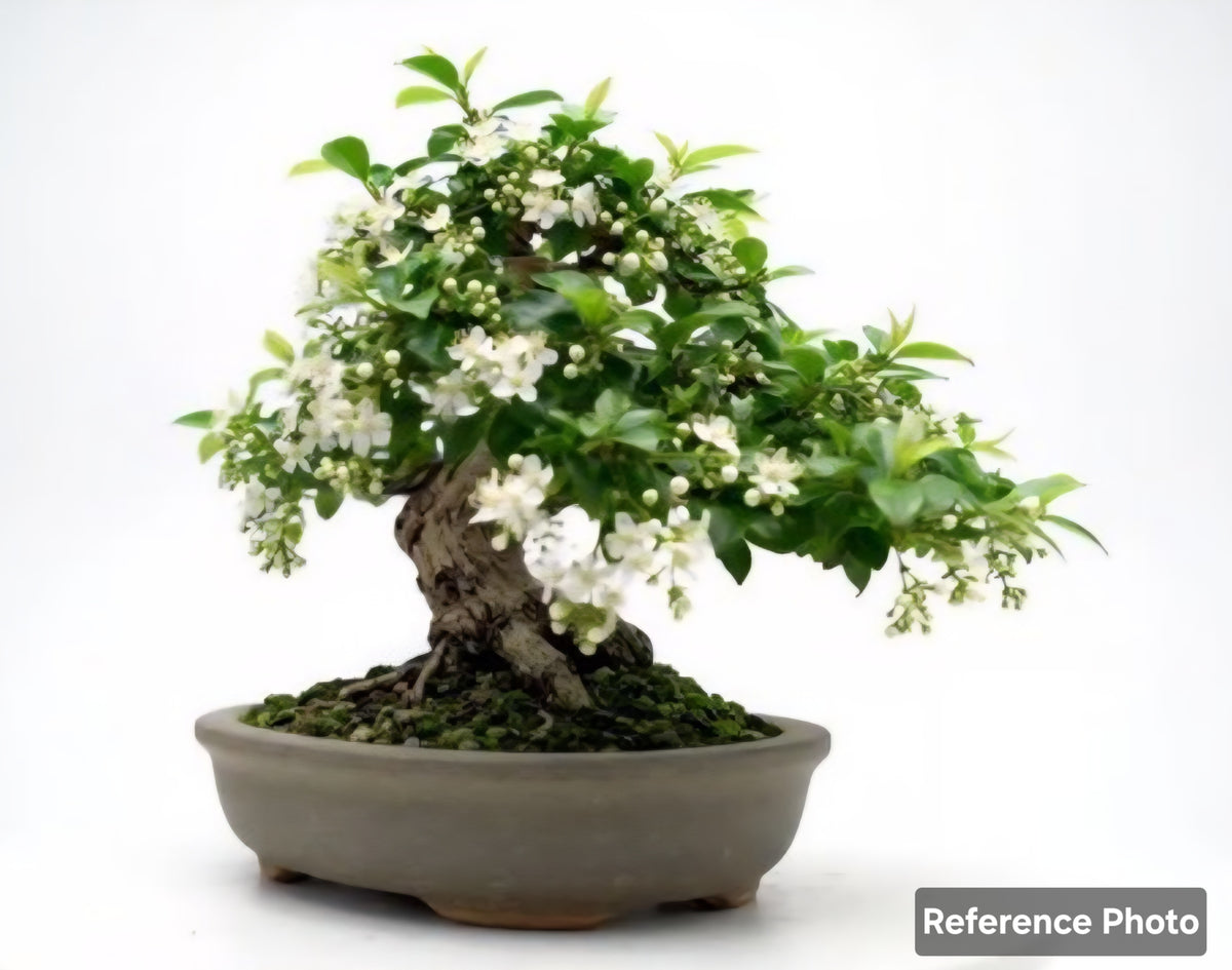 Bonsai Snow Rose (Variegated Serissa)Premium pre-bonsai material