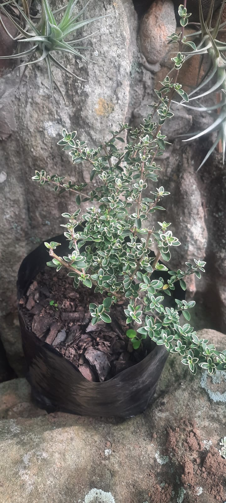 Bonsai Snow Rose (Variegated Serissa)Premium pre-bonsai material