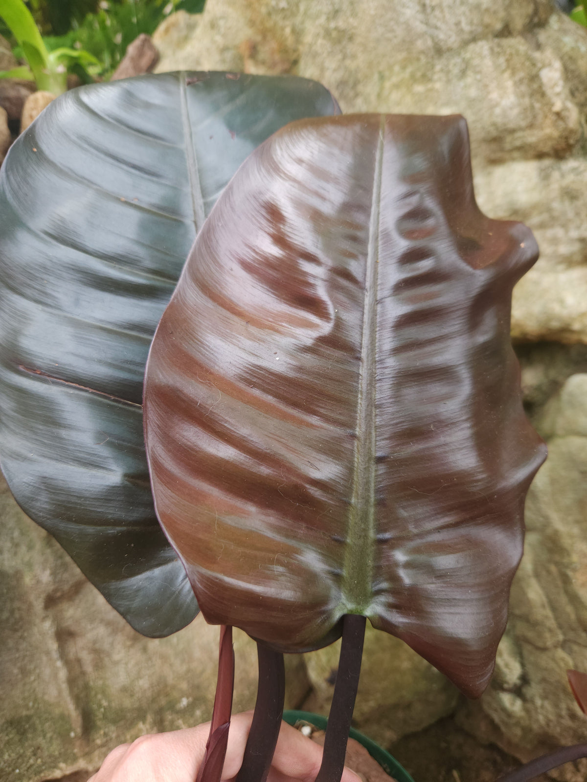 Black Cardinal (Philodendron Erubescens)