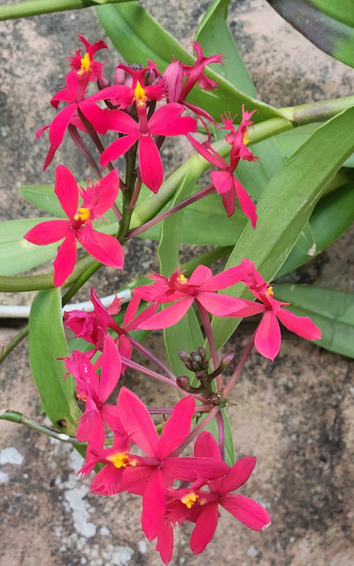 Reed Orchid-Red (Epidendrum radicans)