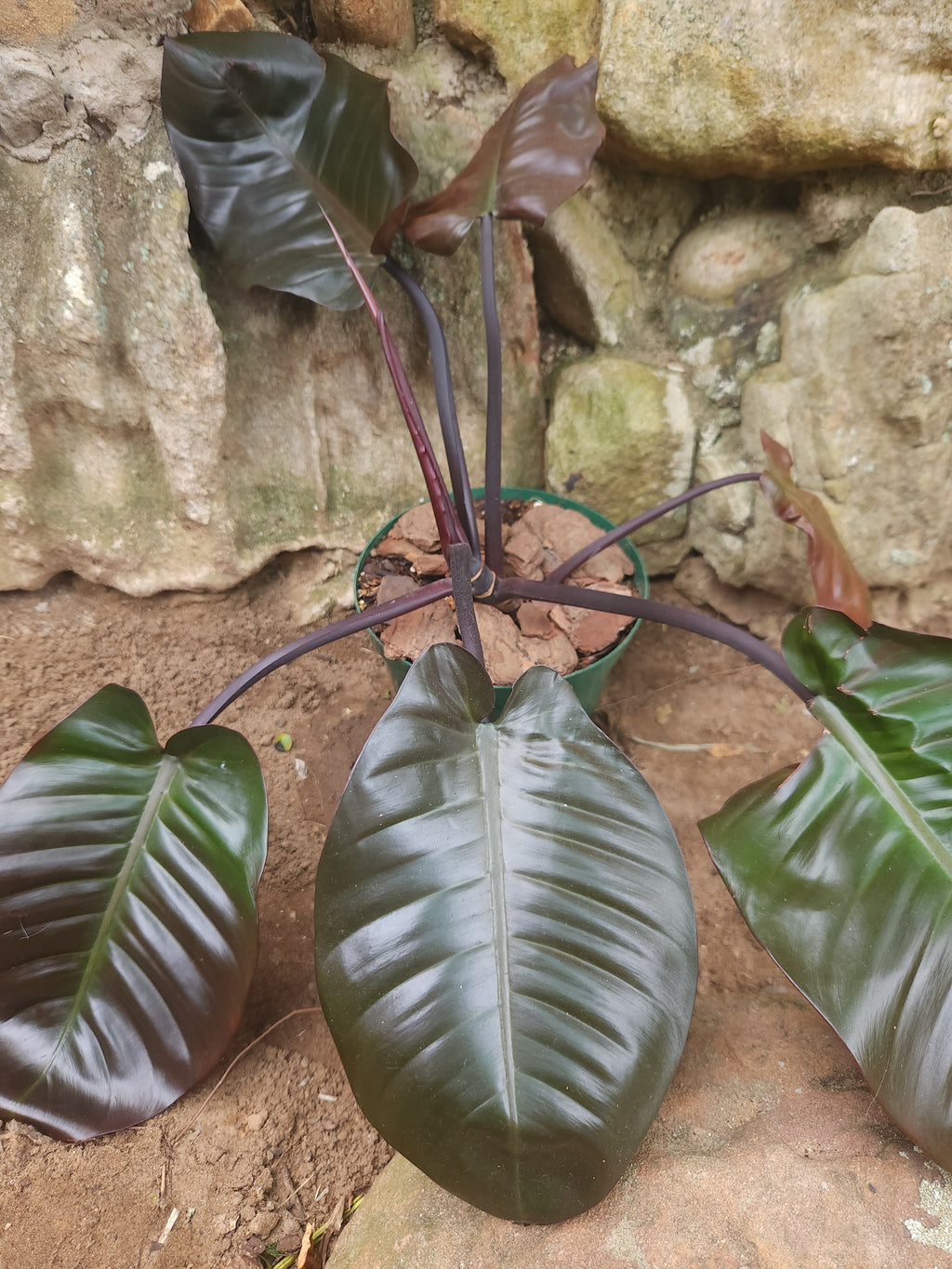 Black Cardinal (Philodendron Erubescens)