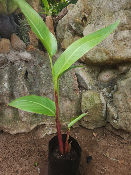 'Andromeda' (Heliconia psittacorum)