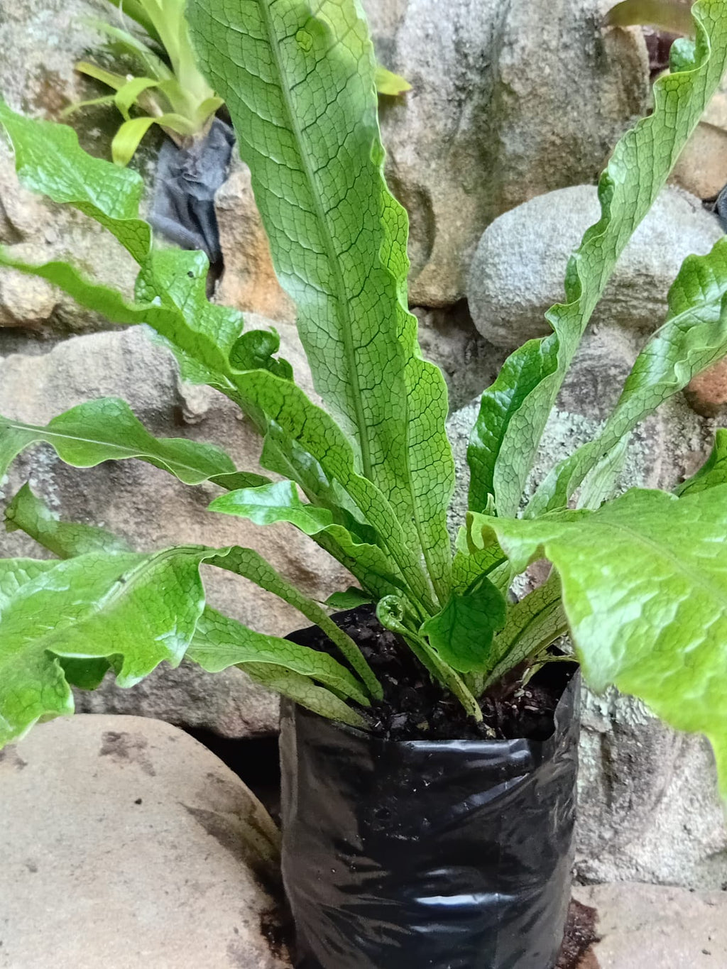 Crocodile Fern (Microsorum musifolium 'Crocodyllus')