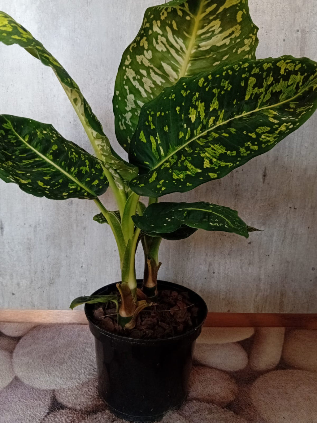 Dieffenbachia 'Reflector'