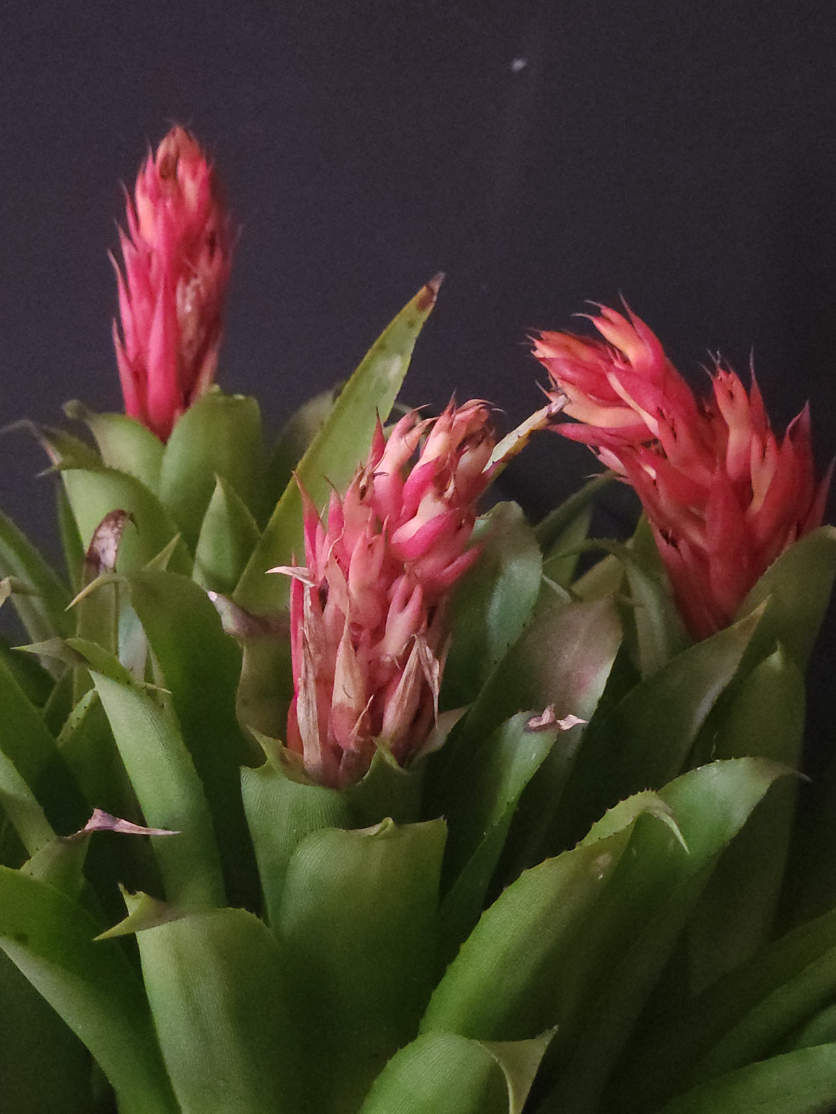 Bromeliad-Turtlehead (Quesnelia testudo)