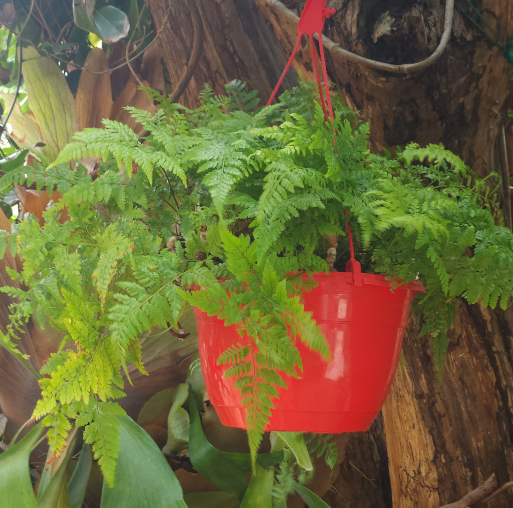 Rabbits Foot Fern (Davallia fejeensis)