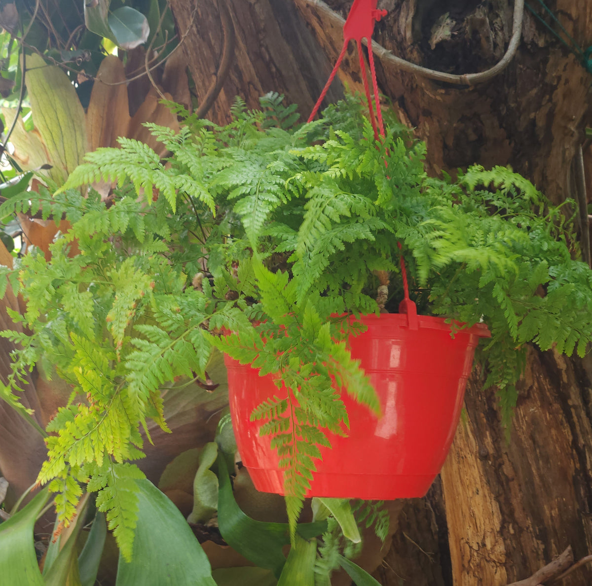 Rabbits Foot Fern (Davallia fejeensis)