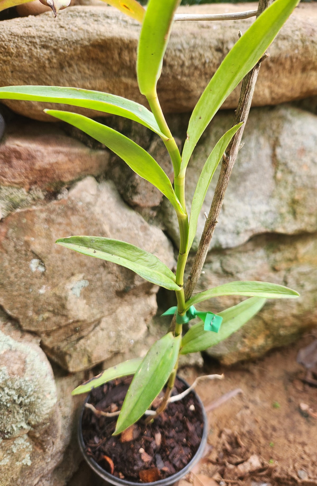 Reed Orchid-Red (Epidendrum radicans)