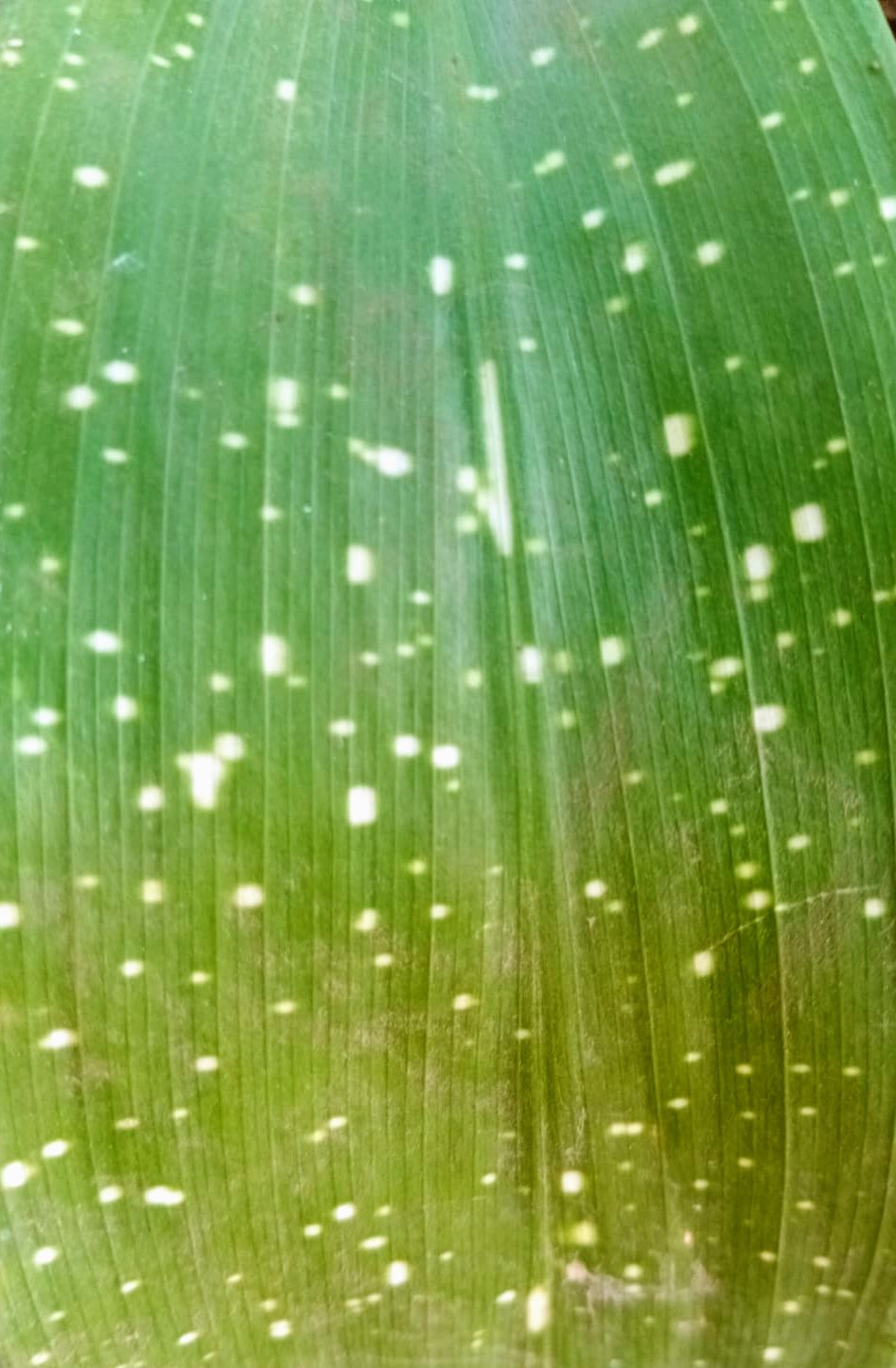 Aspidistra 'Shooting Star' (Aspidistra elatior)
